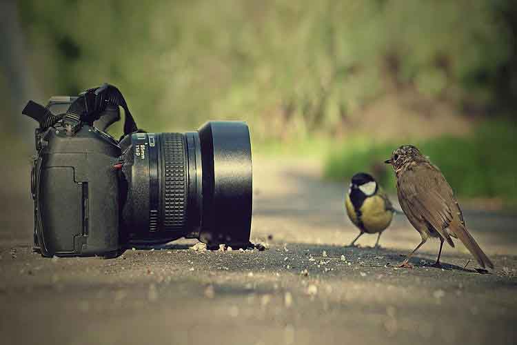 نکات طلایی عکاسی ماکرو برای عکاسان مبتدی